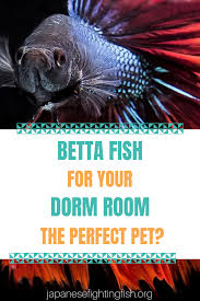 Dorm Room Pets Betta Fish For Your Dorm Room Or Bedroom Betta Fish Betta Small Fish Tanks