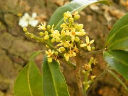 Image result for Vepris