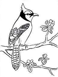 Think of the sky and ocean. Blue Jay Coloring Page Art Starts