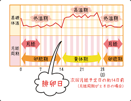 排卵日と妊娠の関係って？｜ハイテスター