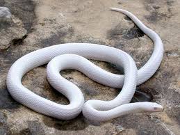 At petsmart, for instance, the fancy corn snake retails for about $50. Corn Snakes Thebombreptiles