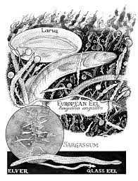 No ratings or reviews yetno ratings or reviews yet. Review Of Patrik Svensson The Book Of Eels The Worlds We Long For