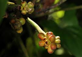 Image result for Culcasia orientalis