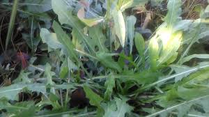 Akdeniz Panosundaki Pin