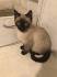 Chocolate Point Siamese and Balinese Kittens For Sale ...
