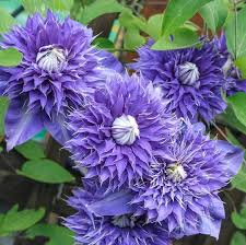 Image result for Clematis pulchra