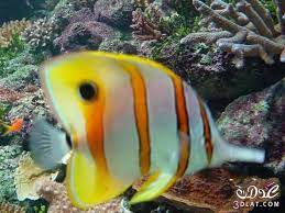 صور اسماك ملونة صور اسماك الزينة fish pet pets animals