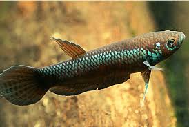 Different types of betta fish are easy to take care of; Betta Unimaculata Seriously Fish