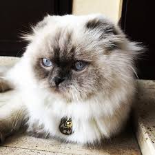 Asaf Petgo Kedi Cat Kediler Cats Kedikunyesi Kediaksesuar Isimlik Isimlikolye Tasma Tasmakolye Pet Accessories Pet Tarantula Online Graphic Design