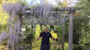 Growing Wisteria From Seed How To Plant Wisteria Plants Wisteria Amazing Gardens