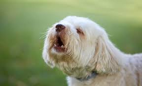 Trainpetdog.com has been visited by 10k+ users in the past month How Do I Stop My Dog From Barking All Night