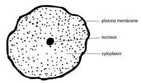 How to draw animal white blood cell. Anatomy And Physiology Of Animals Print Version Wikibooks Open Books For An Open World