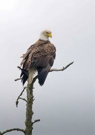Confinedlight Bald Eagle White River Ontario Canada Bald Eagle Ontario Birds Pet Birds