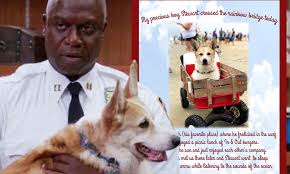 Meanwhile, a romantic fling between adrian pimento and rosa disrupts terry and the rest of the precinct. Stewart The Corgi Who Played Captain Raymond Holt S Dog Cheddar On Brooklyn Nine Nine Has Died Daily Mail Online