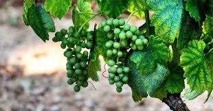 Wine Tour Info Grapes Grapevine Growing Grape Vine Trellis