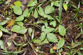 Image result for Hylodesmum repandum