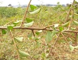 Image result for Flueggea virosa