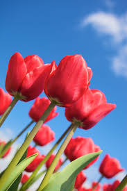 Learn about meanings and symbols of emotion for flowers like rose, lotus, iris, daisy, tulip, lily, carnation, daisies and more. 50 Flowers With Surprising Meanings Meanings Of Flowers