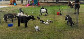 Maybe you would like to learn more about one of these? Becky S Pony Express Pony Rides Pony Party Or Parties And Mobile Petting Zoos Pony Rides Pony Party Or Parties And Petting Zoos In Orange County Los Angeles County Inland Empire And