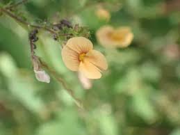 Image result for Aeschynomene multicaulis