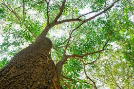 Image result for Acacia mangium