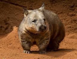 Image result for Northern hairy-nosed wombat