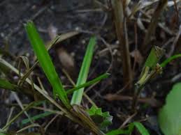 Image result for Cyperus distans