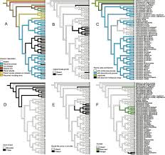 Image result for Hypolepis sparsisora