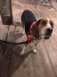 Kentucky Town Elects Dog As Mayor He S All Ears Morning Wdrb Com