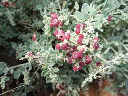 Image result for Rhagodia