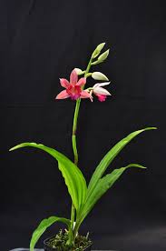 Image result for Phaius