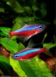 Check poison symptoms, diagnosis & treatments. 56 Schooling Fish Ideas Fish Freshwater Aquarium Fish Aquarium Fish