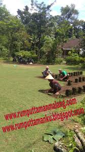 Kualitas super, wa +62 857 3259 0133, harga rumput gajah mini /m2 terpasang | bebas biaya kirim, harga rumput taman terbaru plus tanam, jual rumput gajah biasa daun lebar, harga rumput taman gajah mini dan jepang surabaya, harga rumput jepang termurah. Harga Rumput Jepang Termurah Tahun 2021 Jual Rumput Taman Dan Bibit Rumput Ternak