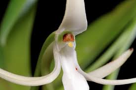 Image result for Jumellea usambarensis