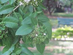 Image result for Volkameria glabra