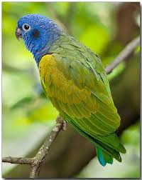 Pin On Birds