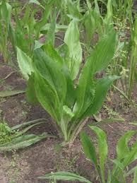 Salsify Long White Roots With Rich Flavor And Smooth Firm Texture Eaten Boiled Steamed Fried Baked Or In Soups Yo Plants Perennial Vegetables Perennials