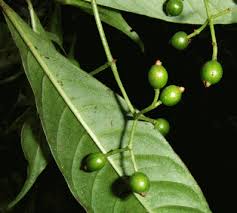 Image result for Psychotria auxopoda