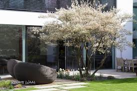 Garten Modern Bepflanzen Gehoelze In 2020 Modern Garden Design Modern Garden Garden Design