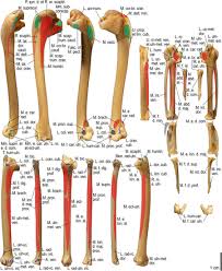 The pulmonary and systemic circuits stripped of its romantic cloak the heart is no more than the transport system pump and the blood vessel. Wing Musculature Reconstruction In Extinct Flightless Auks Pinguinus And Mancalla Reveals Incomplete Convergence With Penguins Spheniscidae Due To Differing Ancestral States Biorxiv