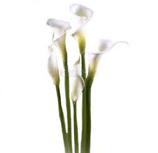We did not find results for: White Calla Lily Calla Lily Flower Flowers Near Me Wholesale Flowers