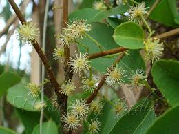 Image result for Flacourtia indica