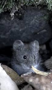 Comment Lutter Contre Les Campagnols Au Jardin Gardena Animaux Les Plus Mignons Jardins Animaux