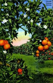 Florida orange groves is a winery in south pasadena, florida.1 it is known for its various. Florida Memory Florida Orange Groves Florida Oranges Vintage Florida Florida Citrus