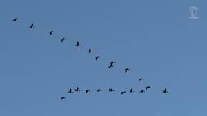 نتیجه جستجوی لغت [flock] در گوگل