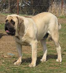 English Mastiff Info Temperament Life Expectancy Puppies Pictures