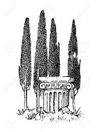 The gold cone juniper is perfect as a specimen in a bed, drawing the eye, and making us stop and take in the scene. Cypress Trees In Greece Greek Style Antique Column Hand Drawn Royalty Free Cliparts Vectors And Stock Illustration Image 128028292