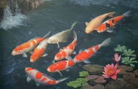walls koi fish wallpaper free download koi fish wallpaper hd koi fish koi fish koi fish pond koi fish colors