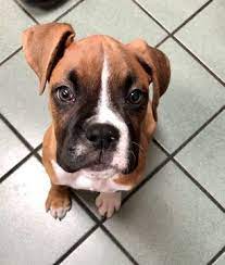Check spelling or type a new query. Boxer Puppy For Sale In Arlington Tx Adn 71220 On Puppyfinder Com Gender Female Age 13 Weeks Old Boxer Puppies For Sale Puppies For Sale Boxer Puppies