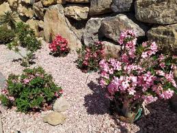 Image result for Ctenium somalense